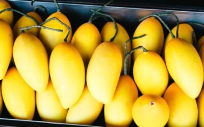 India’s Golden Harvest: A Journey Through GI-Tagged Mangoes