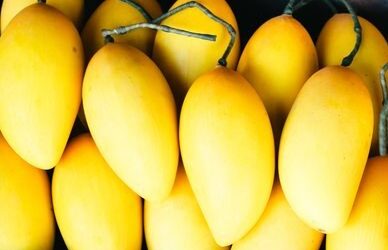 India’s Golden Harvest: A Journey Through GI-Tagged Mangoes