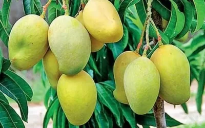 India’s Golden Harvest: A Journey Through GI-Tagged Mangoes